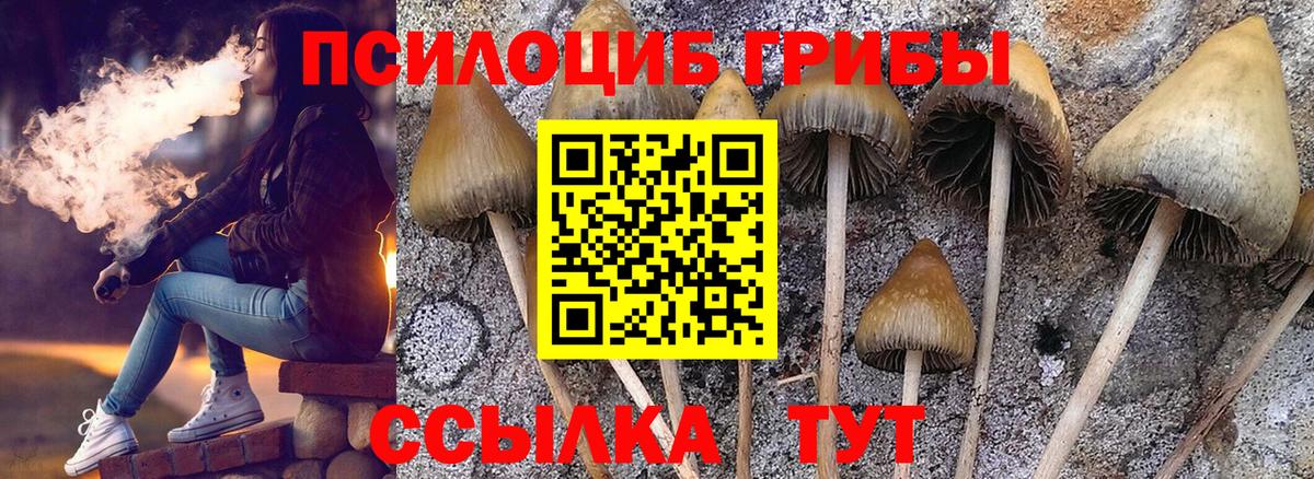 Галлюциногенные грибы Psilocybine cubensis Усть-Джегута